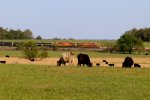 Livestock audience